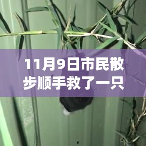 散步奇遇，救助‘鳥界二哈’的自我成長啟示