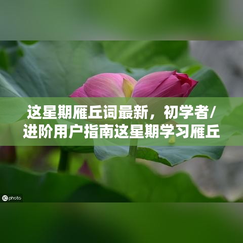 初學者與進階用戶指南，這星期學習雁丘詞的詳細步驟與最新指南