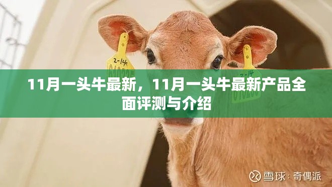 11月一頭牛最新產(chǎn)品全面評(píng)測(cè)與介紹，最新動(dòng)態(tài)一覽