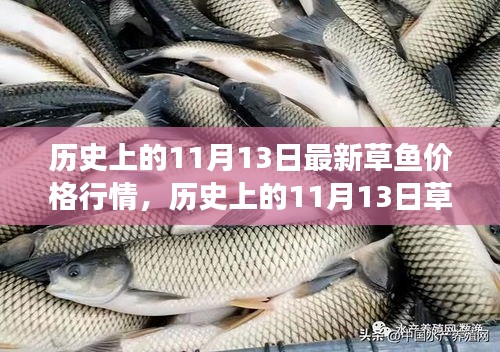 歷史上的草魚行情，揭秘11月13日的草魚價(jià)格與市場(chǎng)走勢(shì)分析