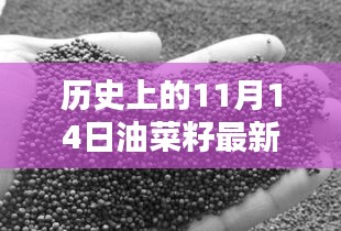 歷史上的11月14日油菜籽價(jià)格行情解析及查詢指南，最新行情與查詢步驟全解析