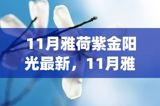 11月雅荷紫金陽光下的勵志蛻變，自信、成就與正能量并行不悖的旅程