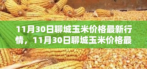 掌握聊城玉米最新行情，解析11月30日玉米價(jià)格動(dòng)態(tài)及應(yīng)對(duì)策略