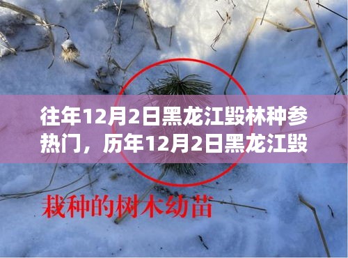 黑龍江毀林種參事件回顧，探尋背后的故事與啟示，歷年12月2日熱門事件聚焦