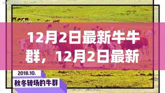 探索潮流社交新領(lǐng)地，最新牛牛群集結(jié)