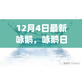 12月4日鵝群趣事與友情盛宴，日常詠鵝新篇章