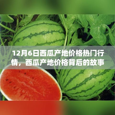 12月6日西瓜產(chǎn)地價(jià)格深度解析，變化的力量與自信的種子