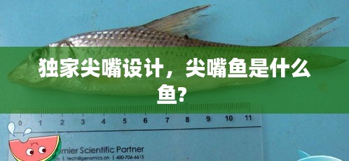 獨家尖嘴設計，尖嘴魚是什么魚? 