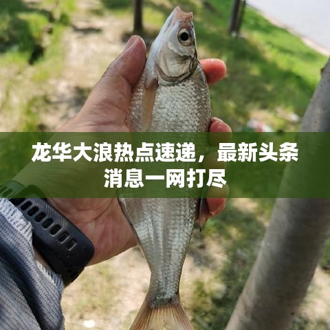 龍華大浪熱點(diǎn)速遞，最新頭條消息一網(wǎng)打盡