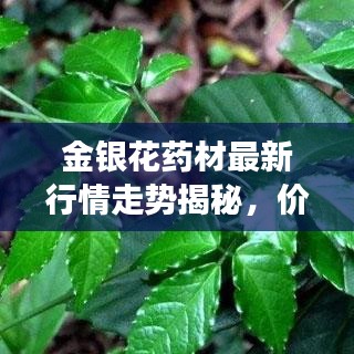 金銀花藥材最新行情走勢揭秘，價格動態(tài)與市場趨勢分析