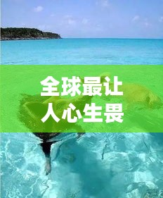 全球最讓人心生畏懼的海豹排名大揭秘！