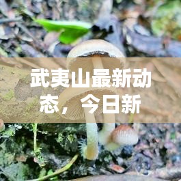 武夷山最新動(dòng)態(tài)，今日新聞速遞