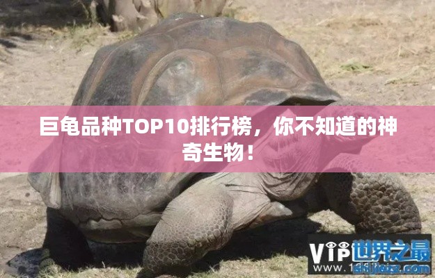 巨龜品種TOP10排行榜，你不知道的神奇生物！