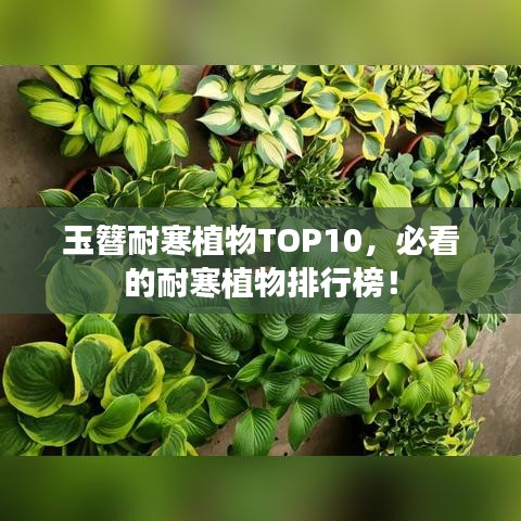 玉簪耐寒植物TOP10，必看的耐寒植物排行榜！