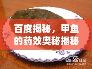 百度揭秘，甲魚的藥效奧秘揭秘！