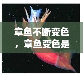 章魚(yú)不斷變色，章魚(yú)變色是主動(dòng)變異嗎 