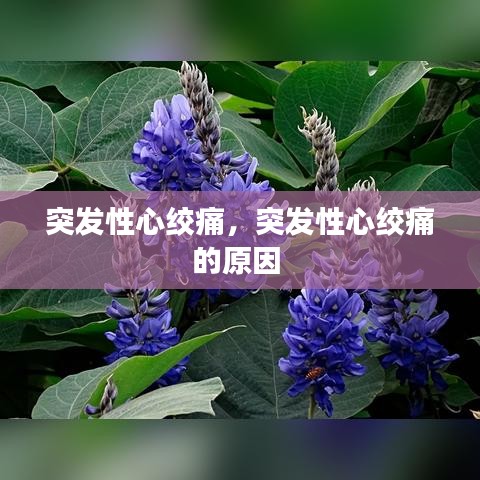 突發(fā)性心絞痛，突發(fā)性心絞痛的原因 