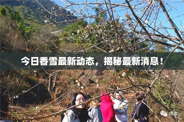 今日香雪最新動態(tài)，揭秘最新消息！