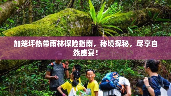 加籠坪熱帶雨林探險(xiǎn)指南，秘境探秘，盡享自然盛宴！